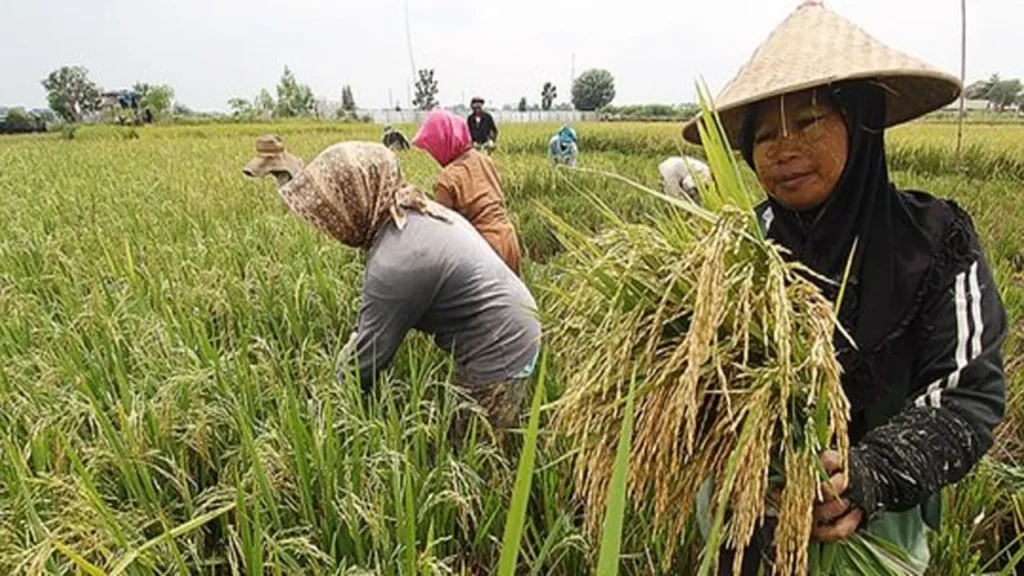 Singkong Berterima Kasih atas Pupuk Subsidi dari Pupuk Indonesia